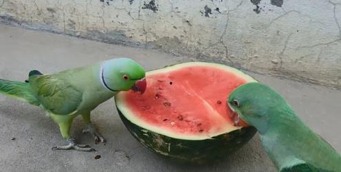 鹦鹉可被吃瓜吗,可被吃瓜的宠物还是人类的朋友？