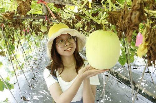 佛山辰色吃瓜,揭秘网红吃瓜背后的故事