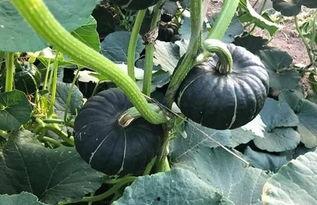 小软吃瓜,揭秘娱乐圈那些不为人知的幕后故事