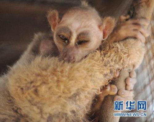 怪物吃瓜后续,惊悚升级,真相揭晓