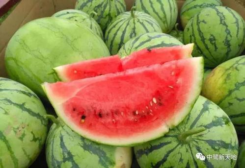 吃新鲜的瓜,尽享瓜果盛宴
