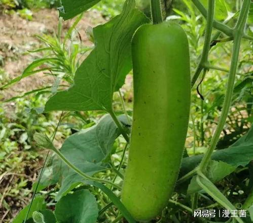 北方瓠子瓜怎么吃,北方瓠子瓜的多样食法探索