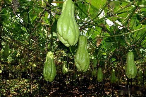 花语桂林正在吃瓜,桂林风情尽享