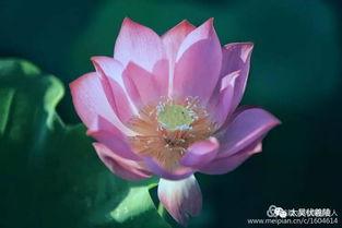 荷花吃瓜照片,荷花与瓜果的和谐共舞