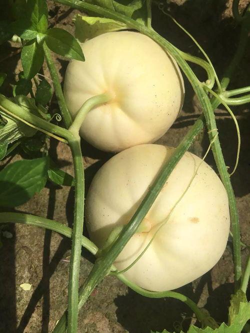 浅浅吃瓜铺,揭秘娱乐圈那些不为人知的幕后故事