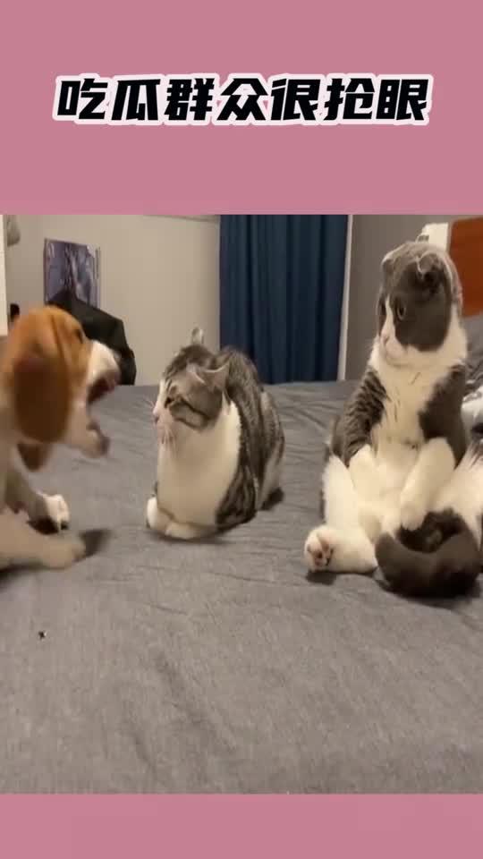 吃瓜群众狗头保护,揭秘网络舆论背后的温情守护