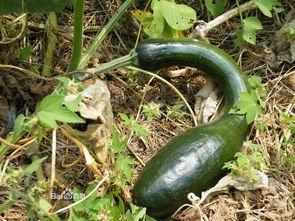 方瓜太多怎么吃,探索方瓜的多样美味吃法