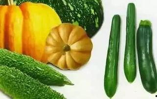 夏天吃瓜冬吃桔,冬品甘甜桔子韵