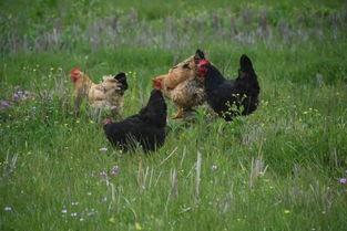 吃瓜副村长,揭秘乡村里的那些事儿