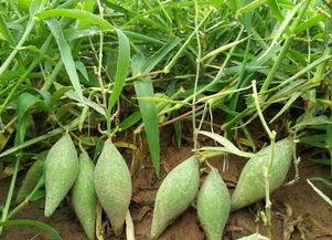 地梢瓜可以吃吗,可食用植物的探索之旅