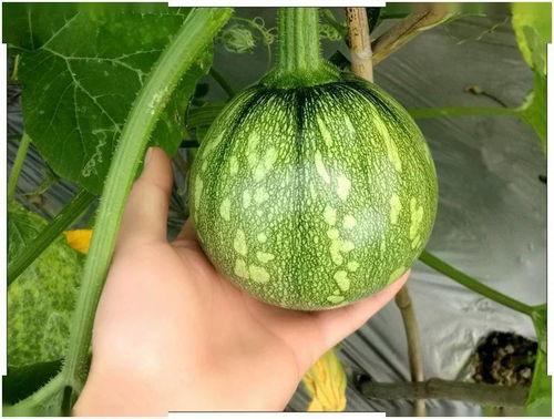 河南机电吃瓜,一场吃瓜盛宴背后的校园风云