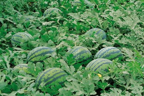 马莲瓜怎么吃,探索美味与营养的完美结合