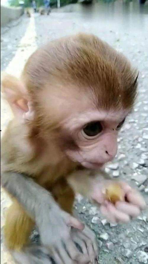 小猴崽吃整个瓜,趣味盎然演绎夏日童话